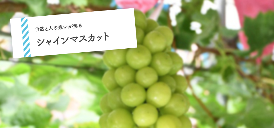 自然と人の想いが実る　シャインマスカット